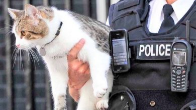 صورة ضبط “القط تاجر المخدرات” وهو يهرب الممنوعات إلى السجن!