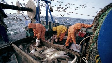 صورة الحكومة تصادق على مشروع قانون لمعالجة نواقص الصيد البحري