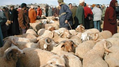 صورة قبل العيد.. وفرة الأضاحي لا تُطفئ نار الأسعار في الأسواق المغربية