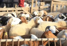 صورة غلاء الأضاحي يربك الأسر المغربية قبل العيد.. وجمعيات حماية المستهلك تدق ناقوس الخطر